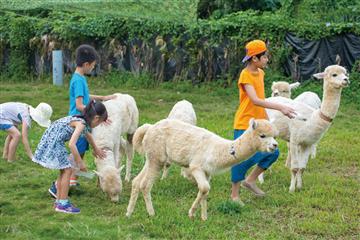 親親羊駝 自駕露營 蝶豆花園