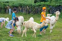 親親羊駝 自駕露營 蝶豆花園